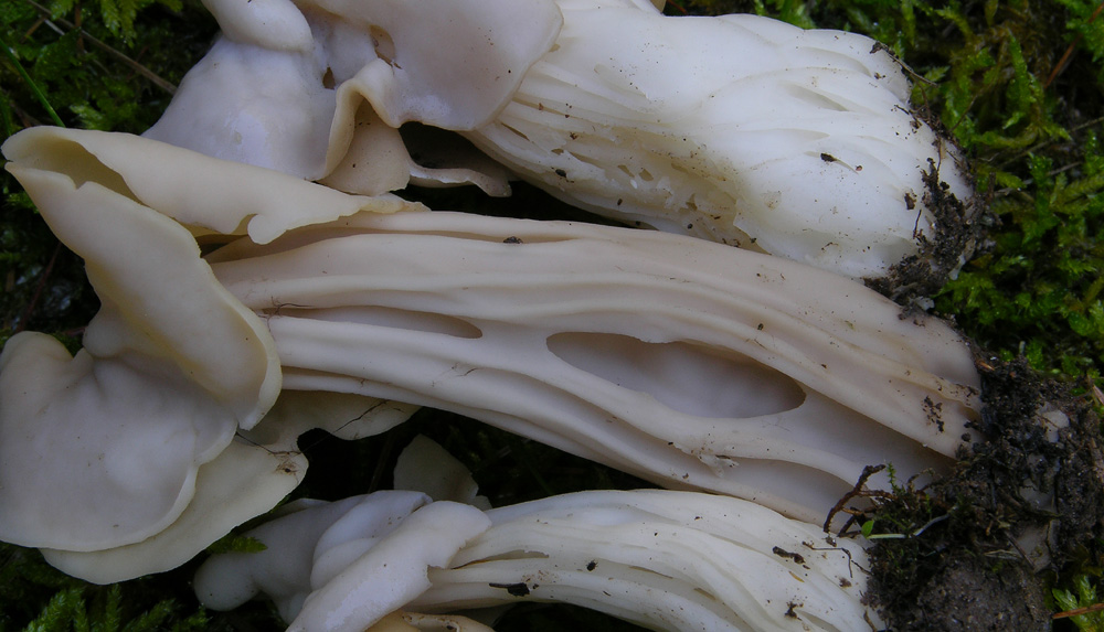 Totofungo...per chi vuole provarci.